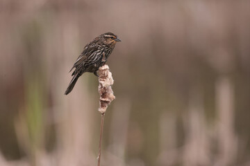 Red Winged Blackbird female flying in marsh in spring