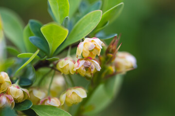 Blossoming shrub of the Berberis vulgaris (also known as common barberry, European barberry or...