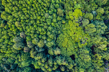 Aerial view, forest and woods in nature for environment, ecosystem or tropical greenery. Drone,...