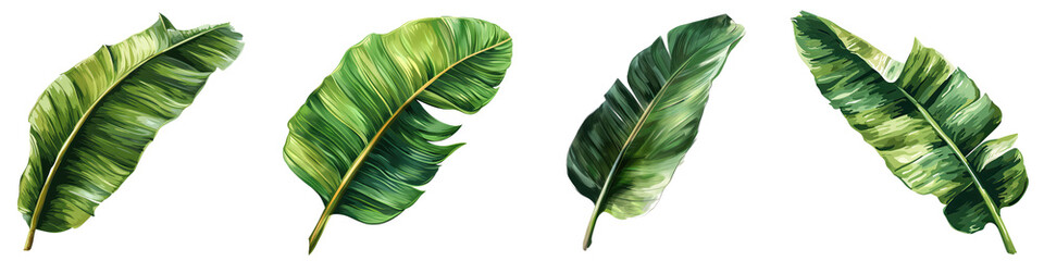 A banana leafy green plant with a long stem. The leaf is very large and has a shiny, smooth texture Isolated on transparent background, PNG