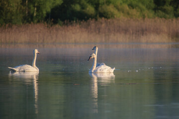 swans on the morning swamp