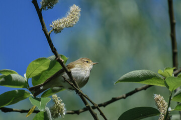 Obraz premium Common Chiffchaff on branch