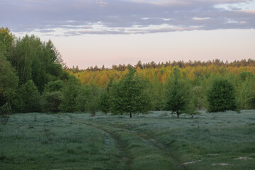 morning in the woods