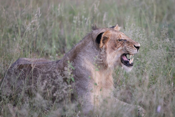 Lion yawning in South Africa