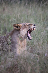 Fototapeta premium Lion yawning in South Africa