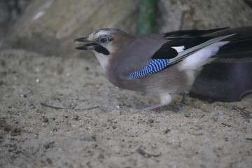 Eurasian Jay (Garrulus glandarius) Corvidae family.