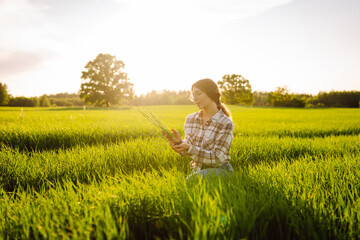 Farmer woman works in field, inspects harvest, young shoots of wheat in natural farming. Growing...