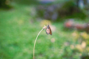 Monarch butterfly on green background.