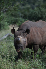 Rhino grazing on vegetation in South Africa