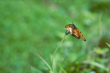 Monarch butterfly on green background.