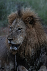 Lion looking off into the distance in South Africa