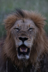 Lion looking at camera in South Africa