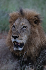 Lion looking off into the distance in South Africa