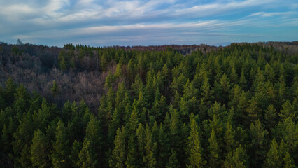 the forest in early spring aerial photography