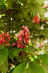 Pink flower in garden
