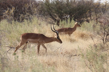 Impala in Etosha National Park, Namibia