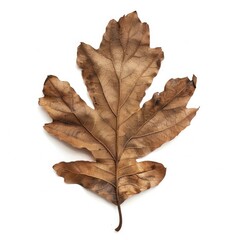 Fototapeta premium Dry natural brown leaf, autumn season plant, botanical isolated illustration on white background