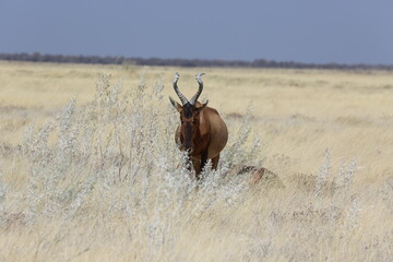 Red Hartebeest in Etosha Park, Namibia