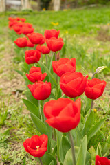 Tulip flowers on a meadow in Saint Gallen in Switzerland