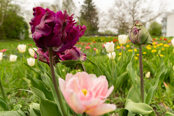 Tulip flowers on a meadow in Saint Gallen in Switzerland
