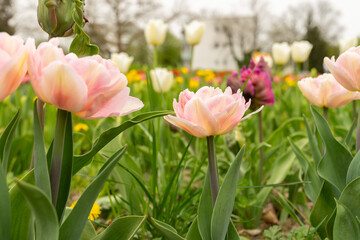 Fototapeta premium Tulip flowers on a meadow in Saint Gallen in Switzerland