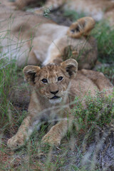 Lion cub being curious in tall grass