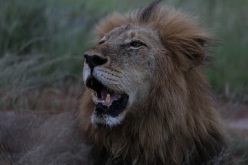 Obraz premium Lion looking off into the distance in South Africa