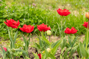 Naklejka premium Tulip flowers on a meadow in Saint Gallen in Switzerland