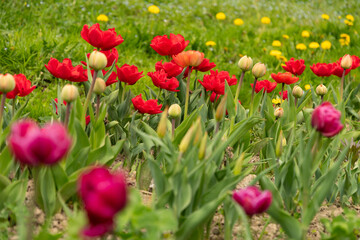Tulip flowers on a meadow in Saint Gallen in Switzerland