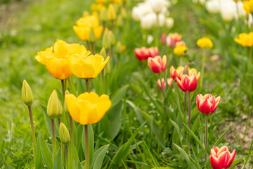 Obraz premium Tulip flowers on a meadow in Saint Gallen in Switzerland
