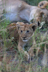 Lion cub being curious in tall grass