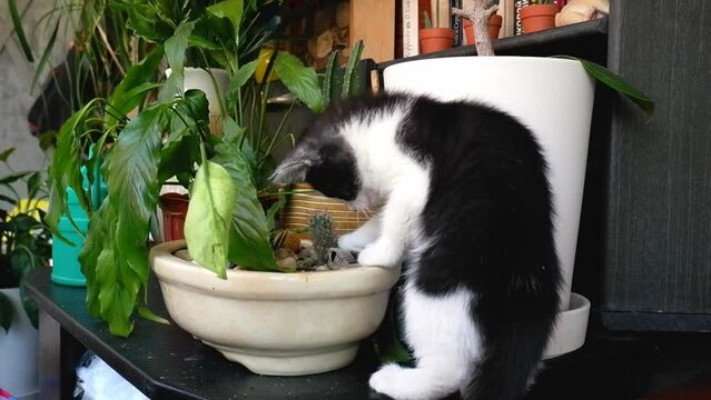 A black and white kitten plays with a home green plant. Funny kitten eats green leaves with its paws in the living room. Pets and indoor plants.