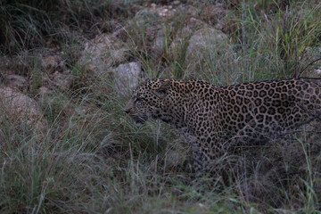 Leopard hunting in daytime in South Africa