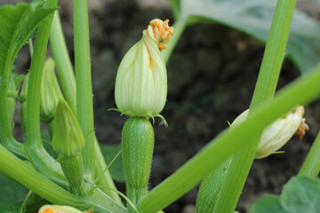 Courgettes or zucchinis grown organically, flower and fruit prolifically, providing a constant supply of summer vegetables.
