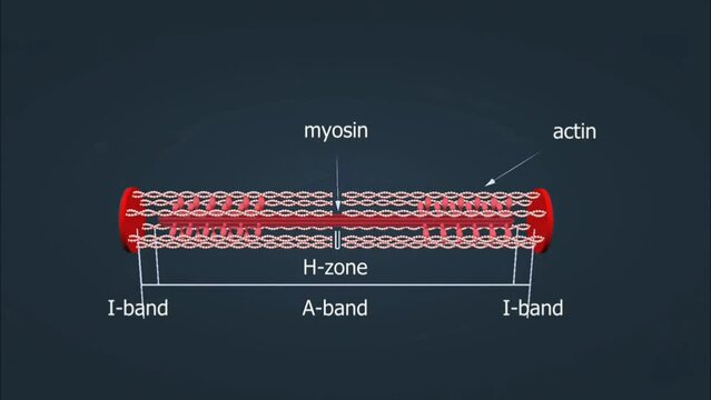 Mechanism of muscles contraction