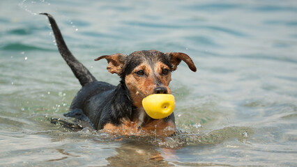 terrier dachshund type dog swimming with a yellow ball in its mouth in a lake in the summer