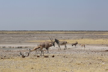 Group of animals in Etosha National Park, Namibia