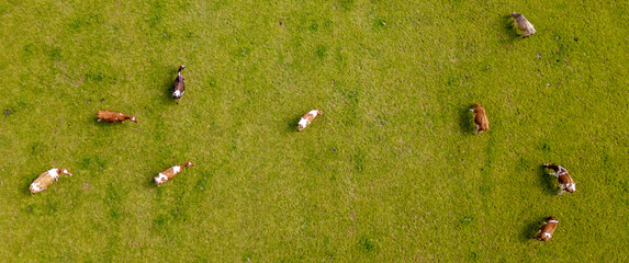 Overhead view of cows grazing on the field