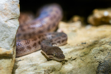 Children's Python - Antaresia childreni, beautiful nonvenomouse snake from Northern Australian...