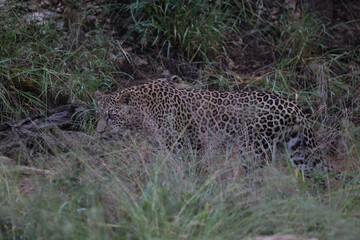 Leopard hunting in daytime in South Africa