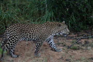 Leopard hunting in daytime in South Africa