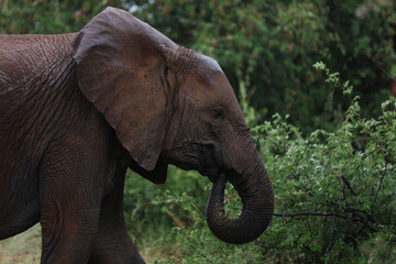 Fototapeta premium Elephant grazing on vegetation in South Africa