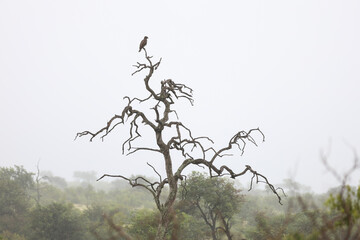 Bird of prey sitting on dead tree South Africa