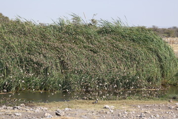 Group of helmeted guineafowls Numida meleagris in Etosha National Park - Namibia
