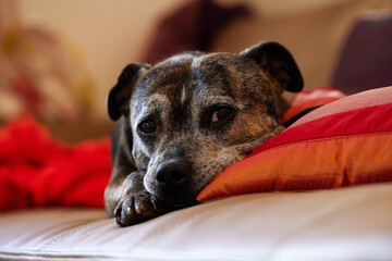 Dog, rest and couch in family home for elderly pet, sleep and relax on sofa with pillow in...