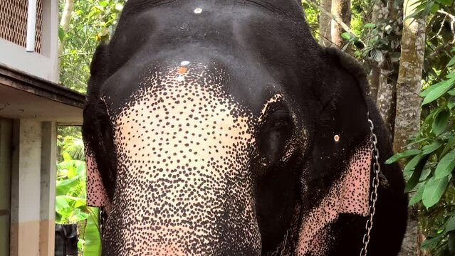 Closeup of an elephant flapping its ears