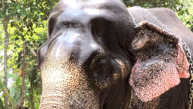 Closeup of an elephant flapping its ears
