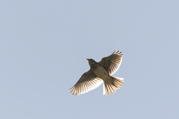 Skylark Alauda arvensis in close view in Bretagne, France