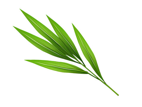 pandan leaf isolated on transparent background
