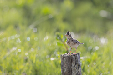 Skylark Alauda arvensis in close view in Bretagne, France